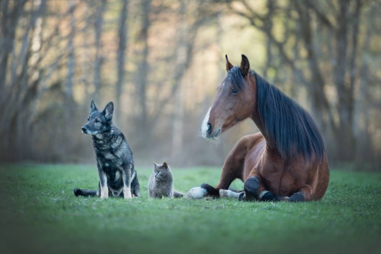 Perros, gatos y caballos: claves para asegurar cada mascota